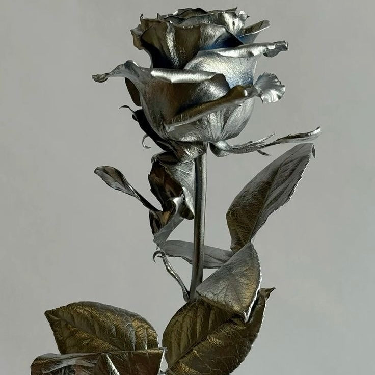 Rosa Argentea